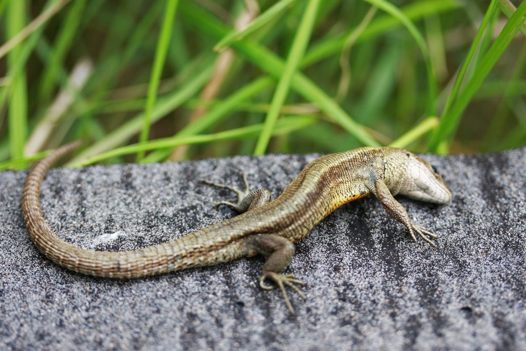 LIZARDS AND SLEEP. That is what ladies do really. They hit… by