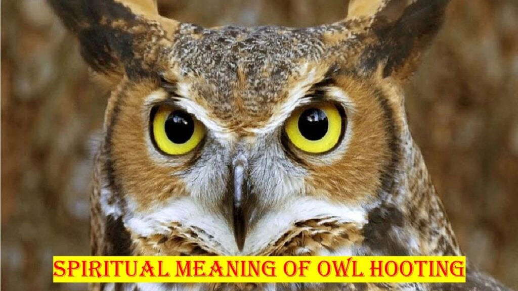 Spiritual Meaning of Owl Hooting Sonijyaduvanshi Medium