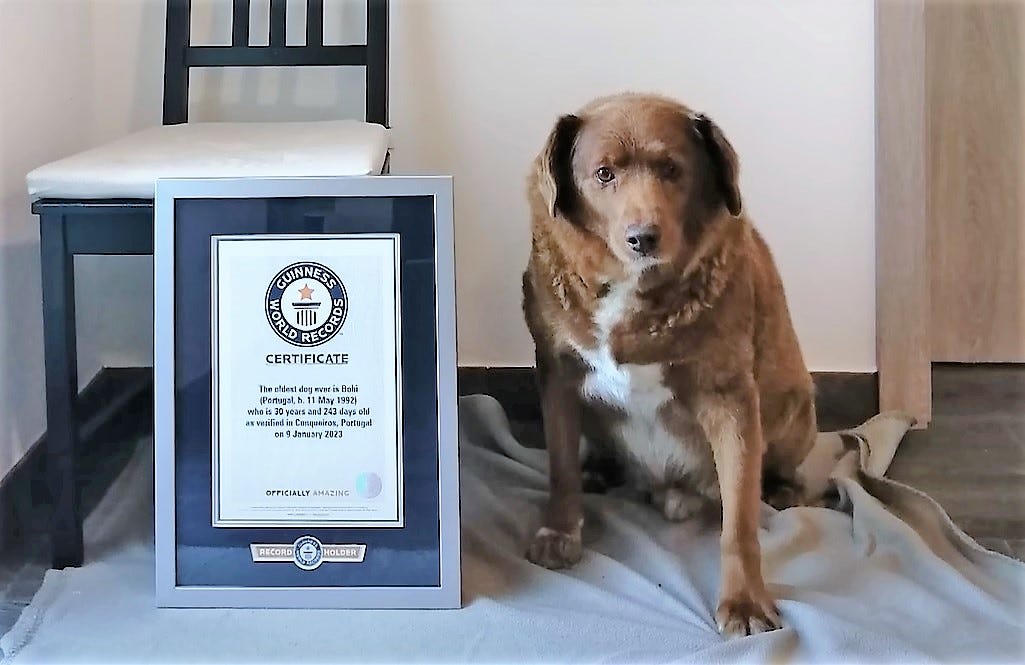 Bobi is the Oldest Dog Alive Ever Recorded and he is Living in Portugal