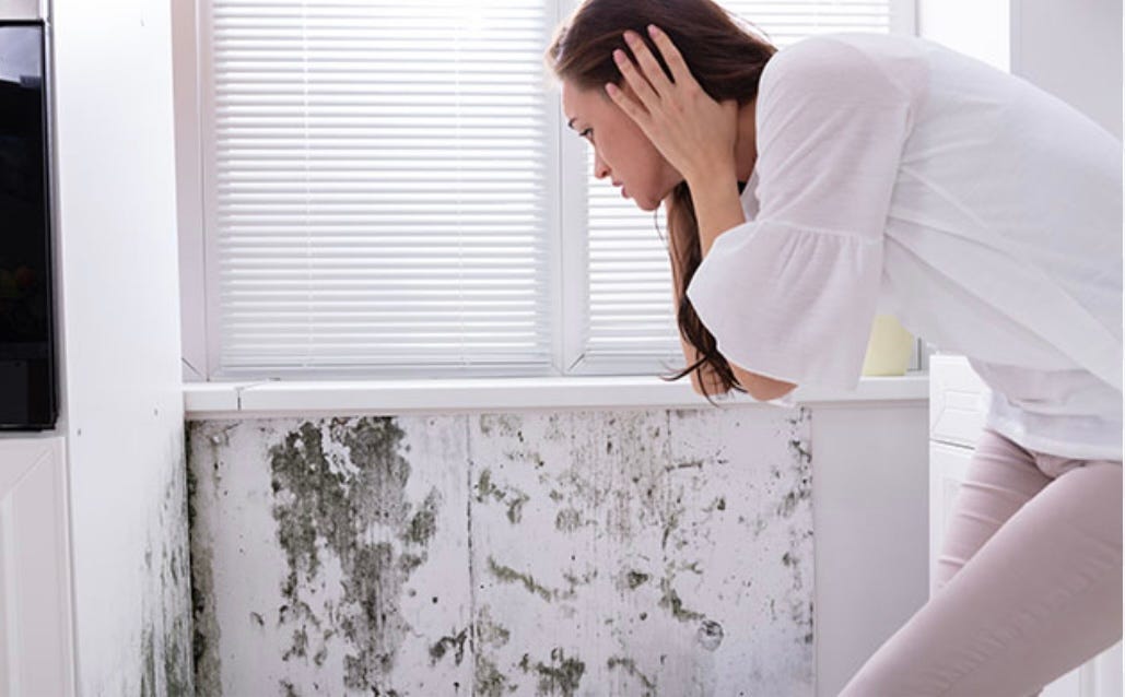 Breathe Easy; Confronting the Silent Danger of Mold in Your Home by Debra Kato Dec, 2023