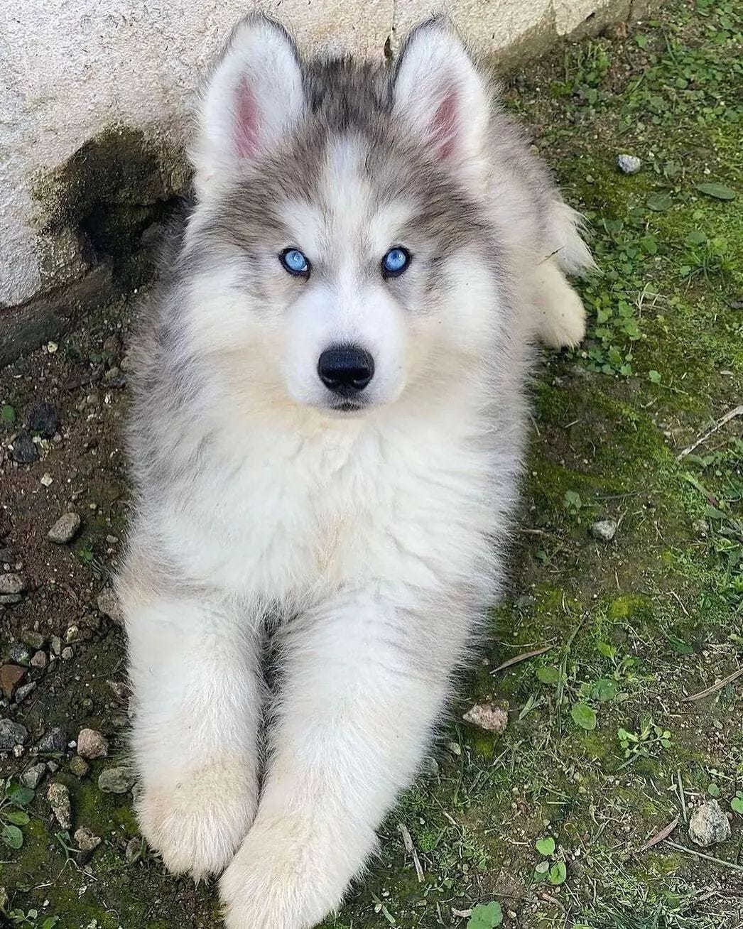 When Do Husky Puppies Stop Growing? by Elouardi houssine Medium
