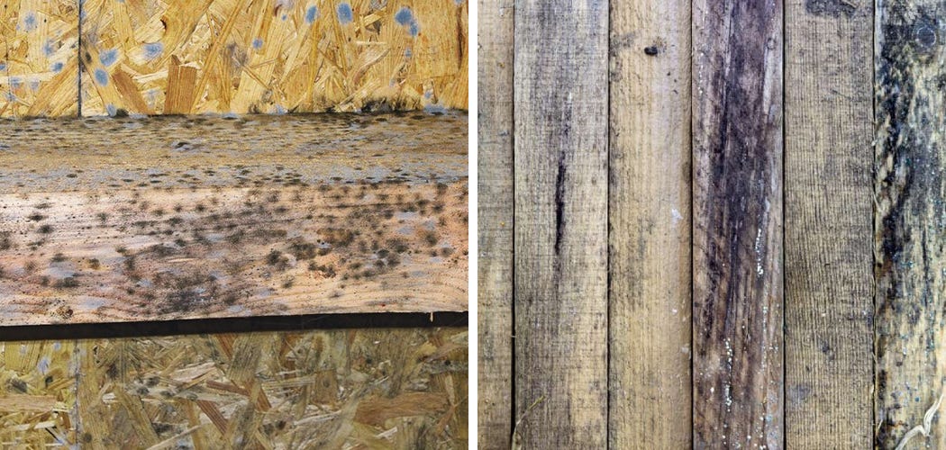 What Does Black Mold Look Like on Wood? by Adrian Green Jan, 2024