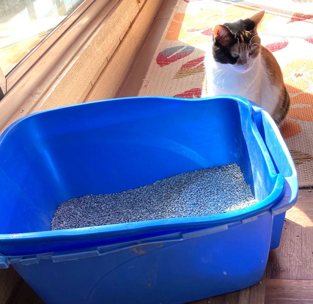 How I solved my cat’s litterbox, grooming, and pain issues by Freda