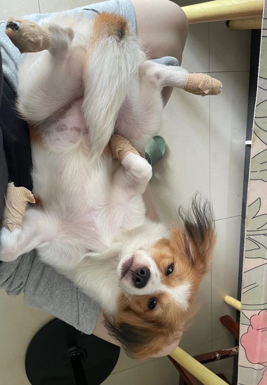 a dog like me!! Sweetlittledollar Medium