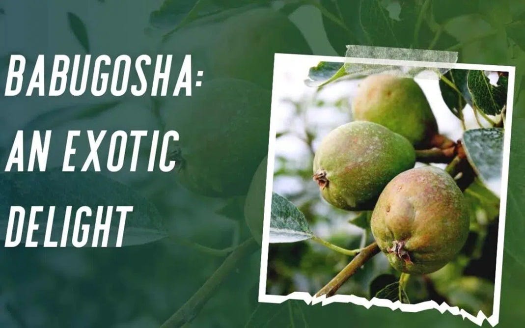 Babugosha An Exotic Delight. Title Babugosha An Exotic Delight by