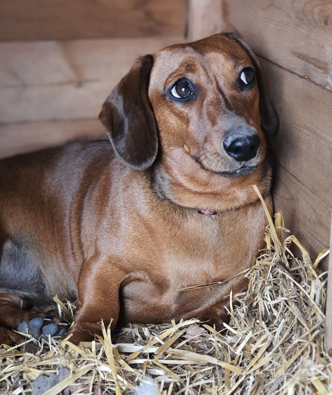 Are Wiener Dogs Mean