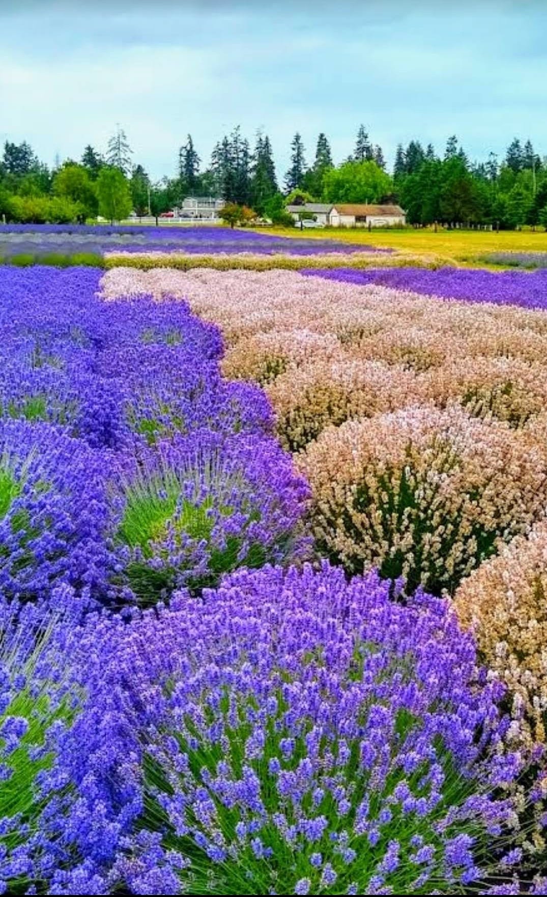 Sequim WA (Everything You Need to Know Before Planning a Trip) by