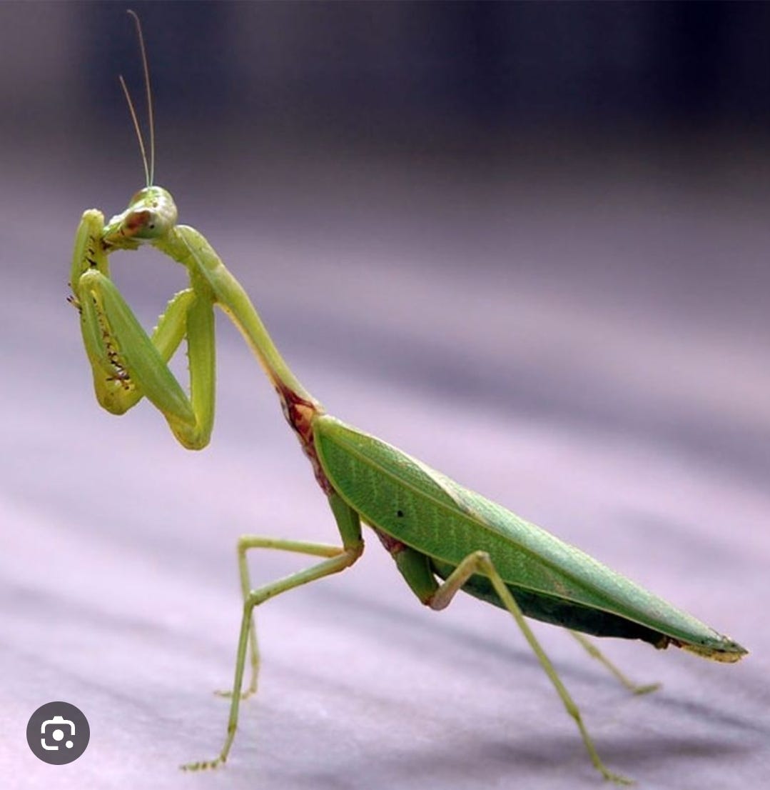 The Virus City PARASITE First Event Oleh Kelompok 3COLI Draft Berkas