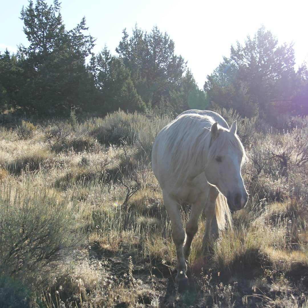 Horses Can Help. Let's Use Equine Ecosystem Engineers to… by Liz