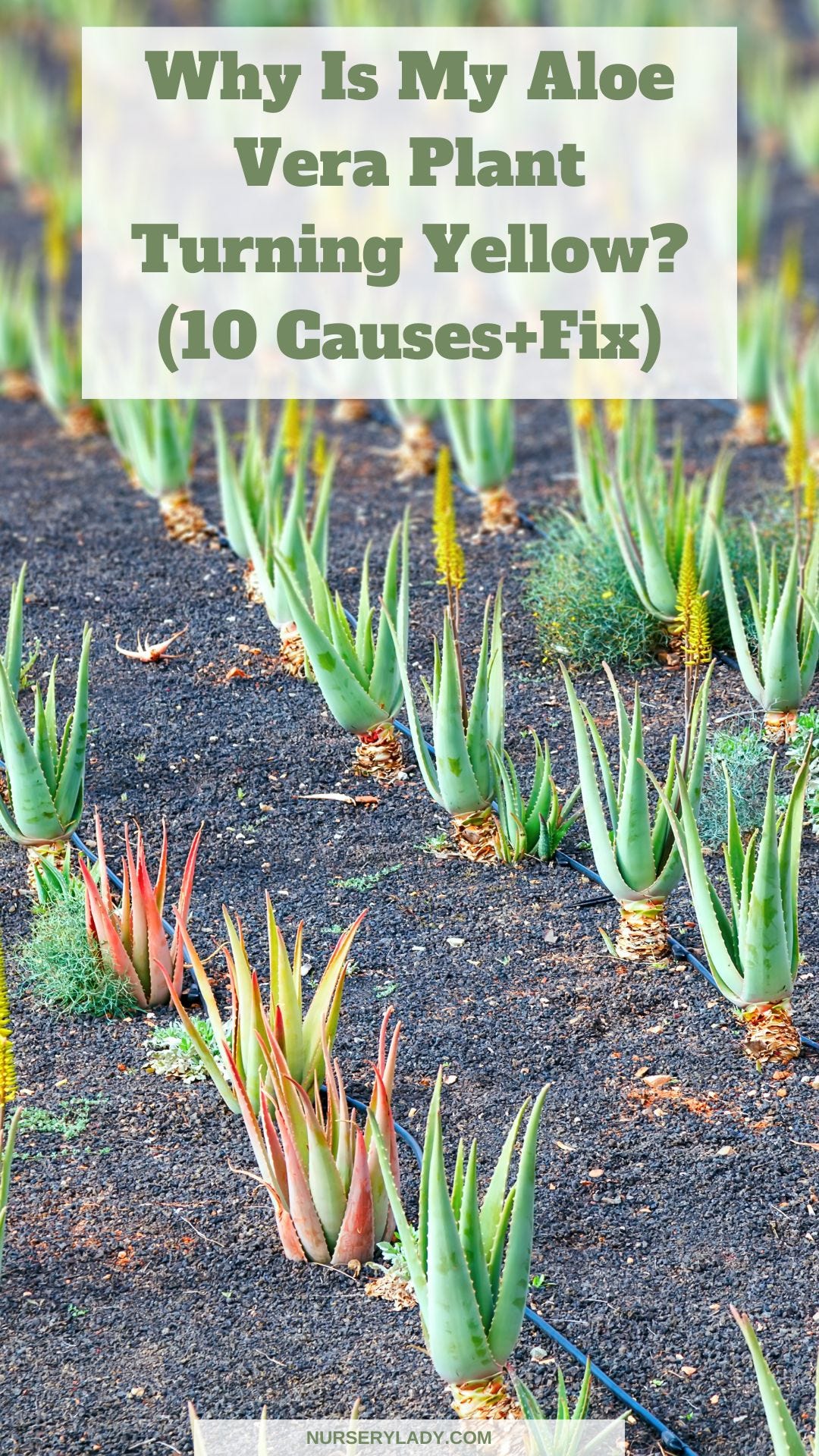 Why Is My Aloe Vera Plant Turning Yellow? Nursery Lady Medium