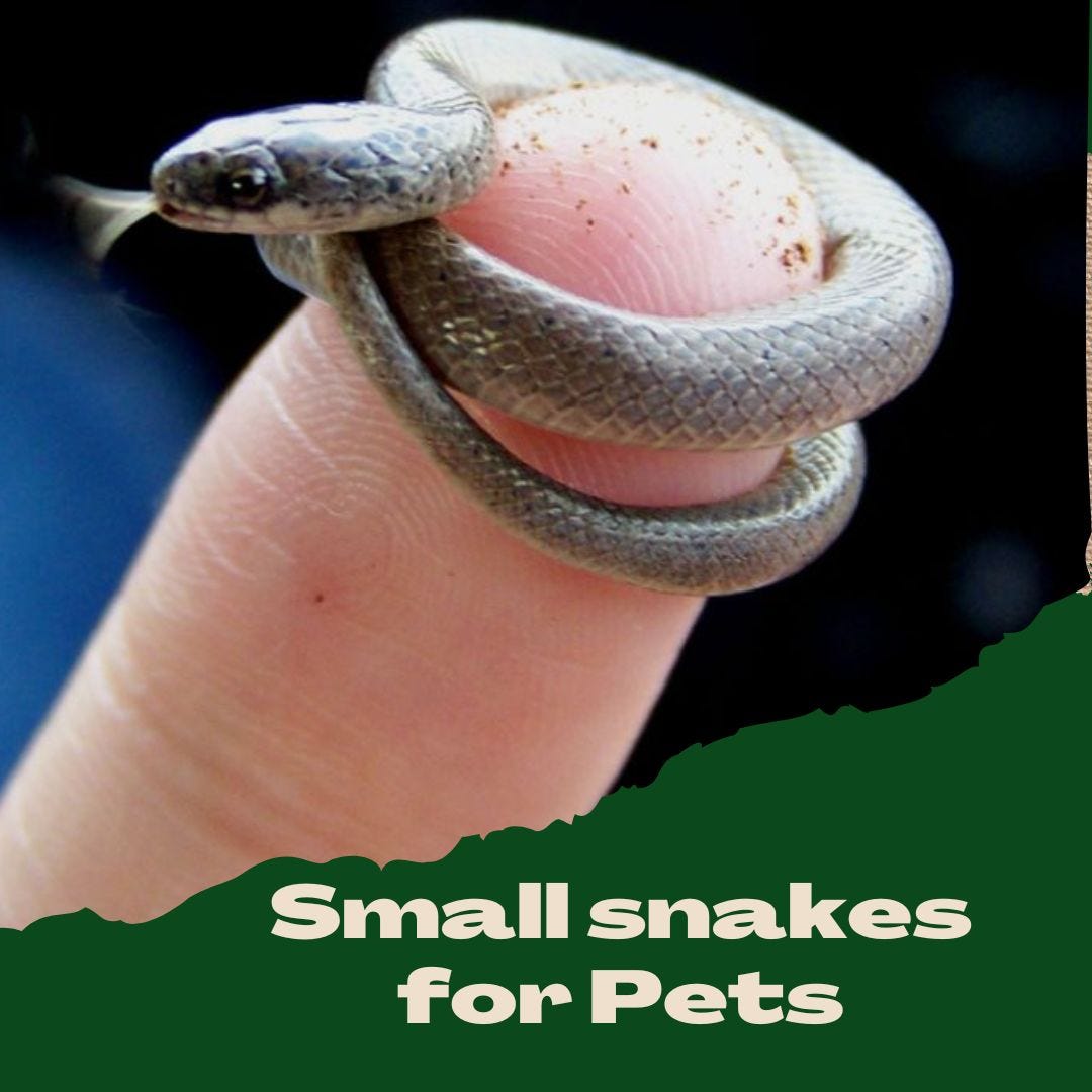 10 Small snakes for Pets that stay small Friendly and good for