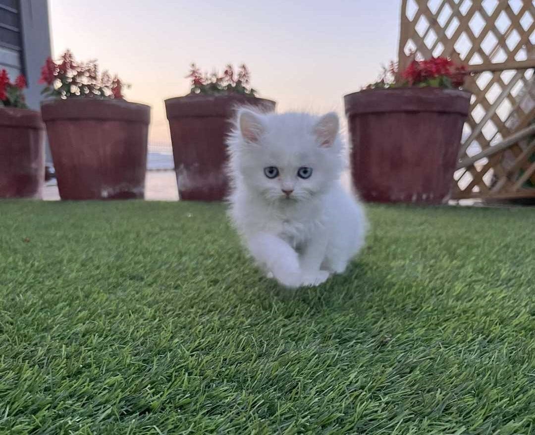 Persian Cat price Delhi mrnmrspet Medium