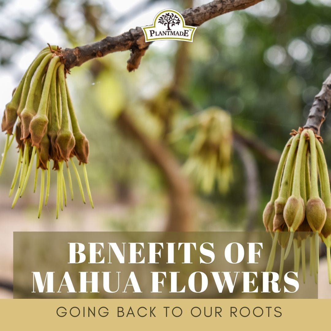 Going Back to Our Roots Benefits of Mahua Flower by Poonam Gupta