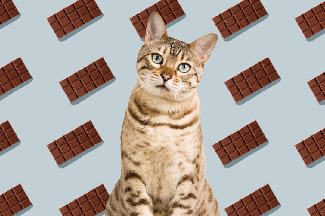 Can Cats Eat Chocolate? Understanding the Dangers and Risks by Chat