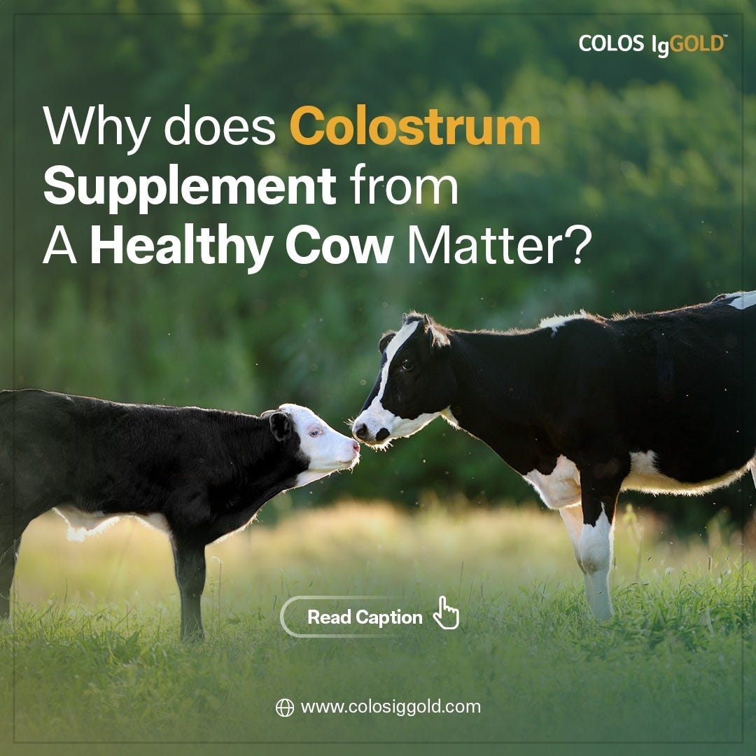 Why does dairy colostrum supplement from a healthy cow matter? by
