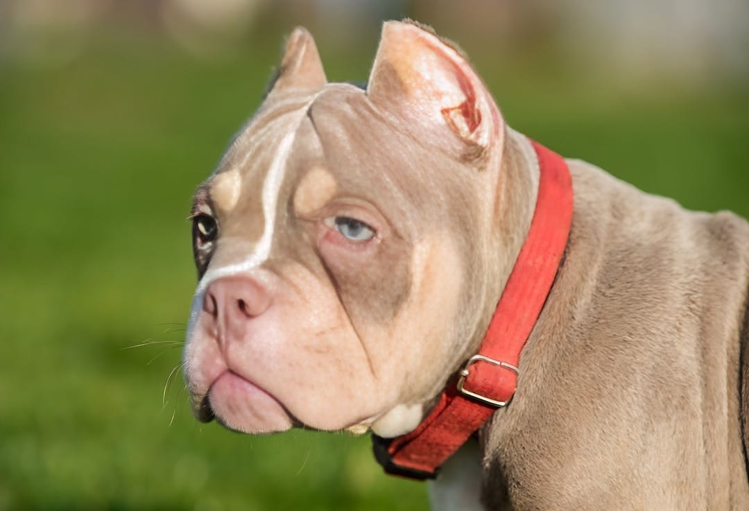 Pocket Bully Puppy Guide to Raising a Healthy Companion by Adbacklist Medium
