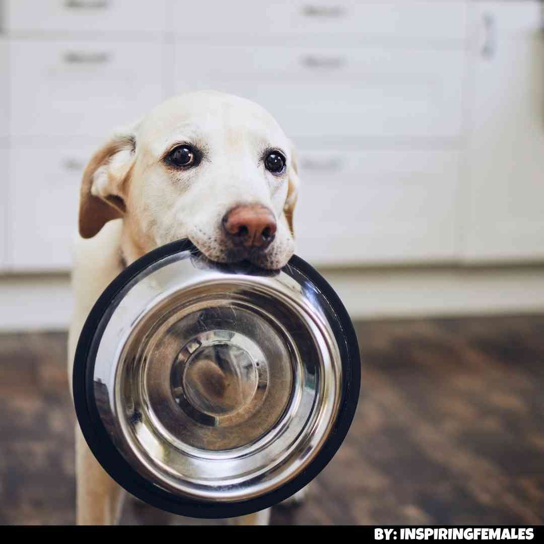 17 Foods Can Kill Dogs Instantly. When we’re busy in the kitchen… by Inspiringfemales Jun