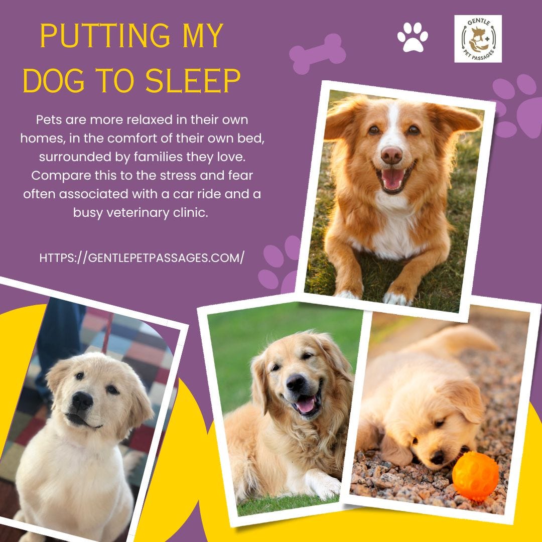 Putting my dog to sleep Dr. Jerrod Killian Medium