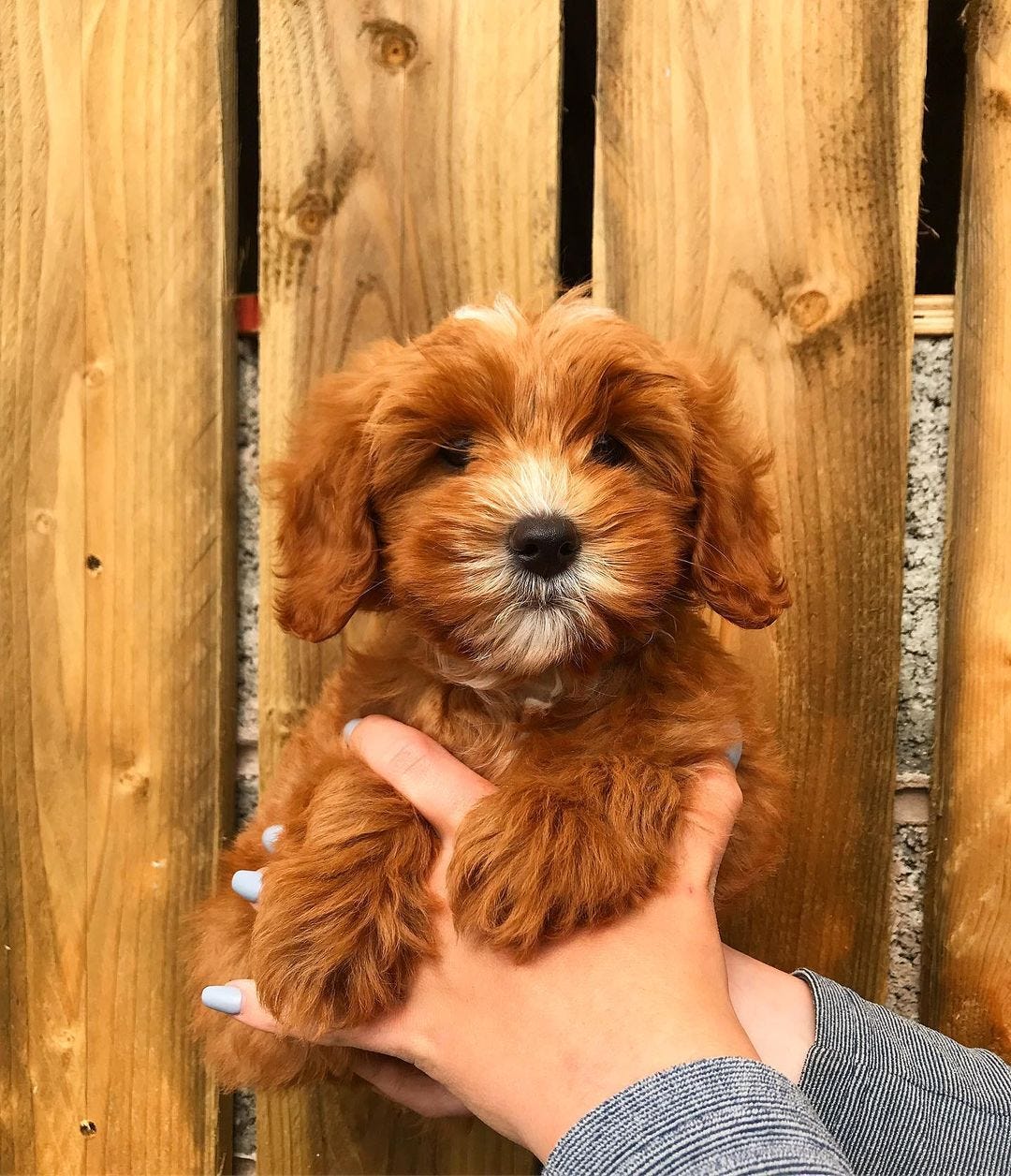 Best Australian labradoodle breeders UK australian labradoodles Medium