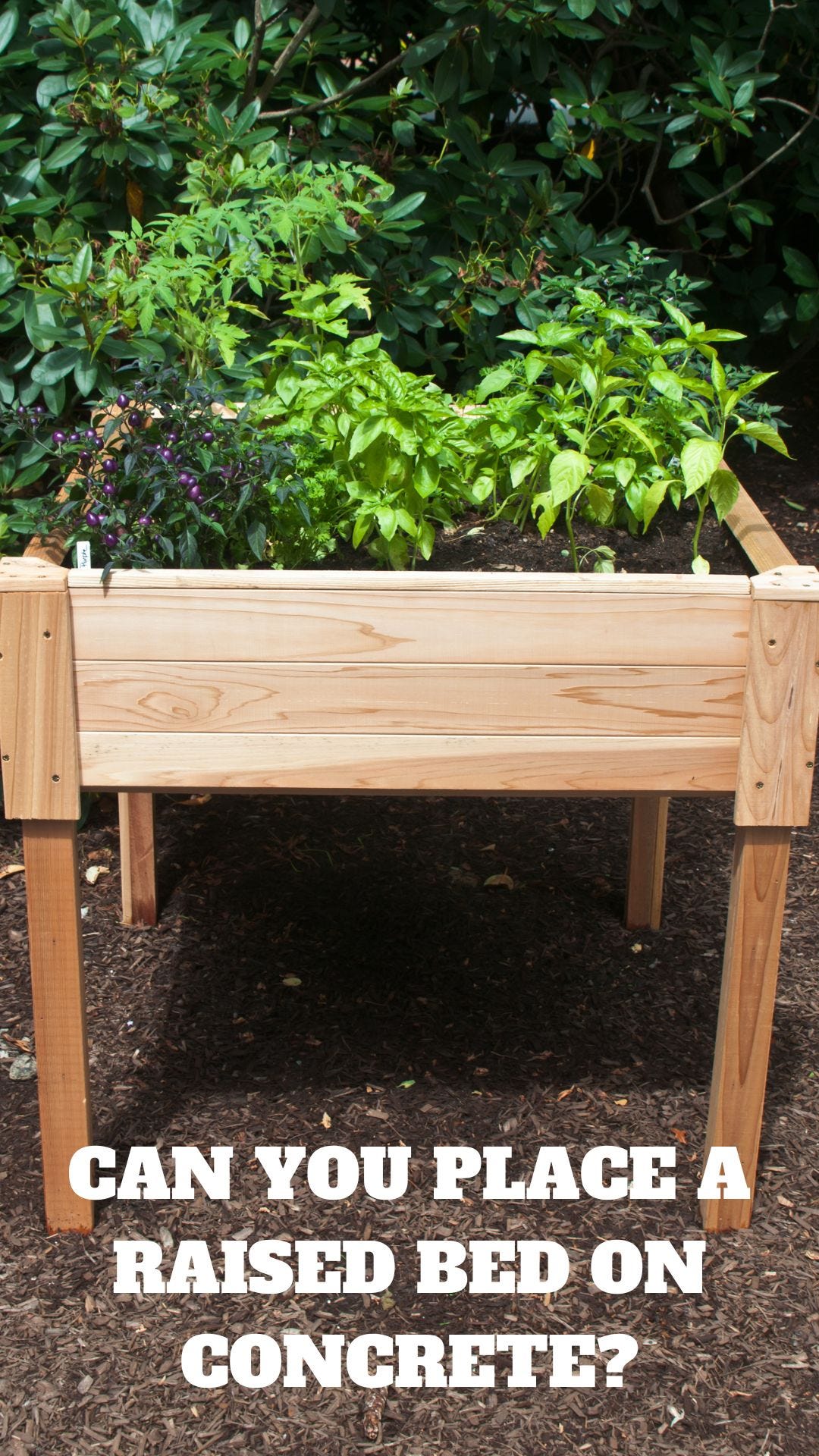 Can You Place A Raised Bed On Concrete? Nursery Lady Medium