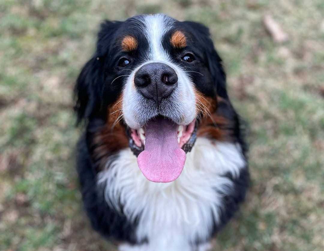 10 Dog Breeds That Don’t Bark Medium