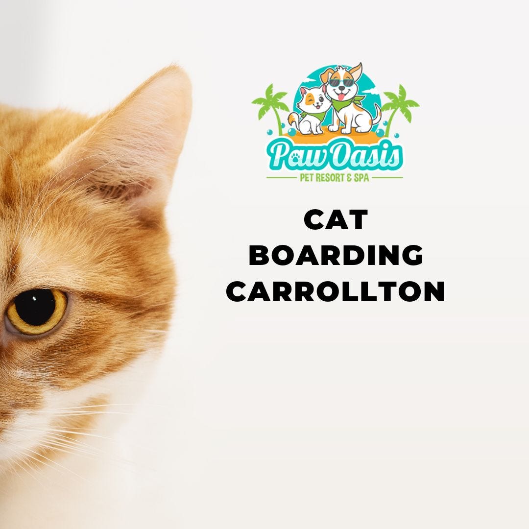 Understanding The Importance And Benefits Of Cat Boarding by Pawoasispetresort Medium