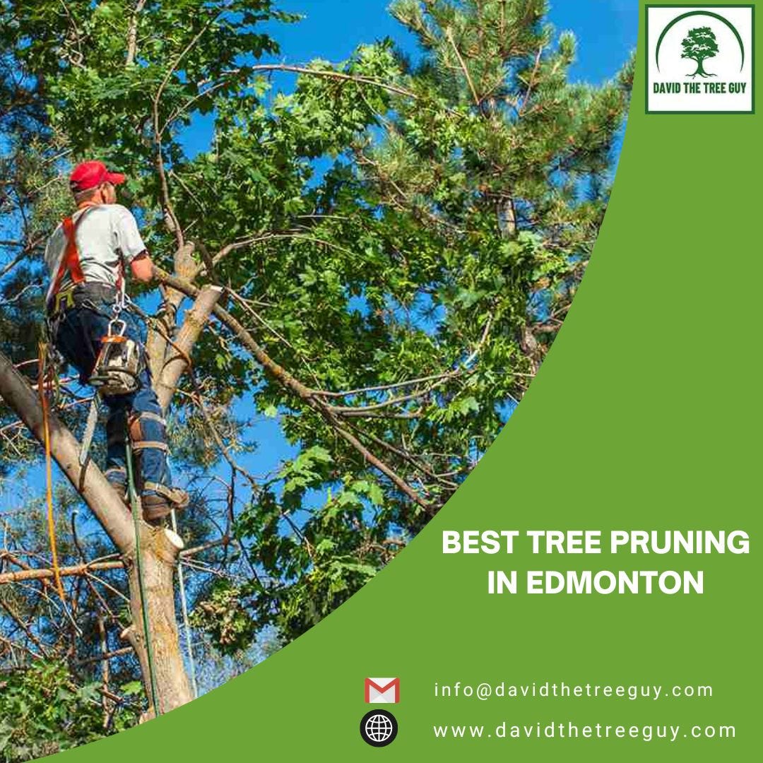 Best Tree Pruning in Edmonton David The Tree Guy Medium