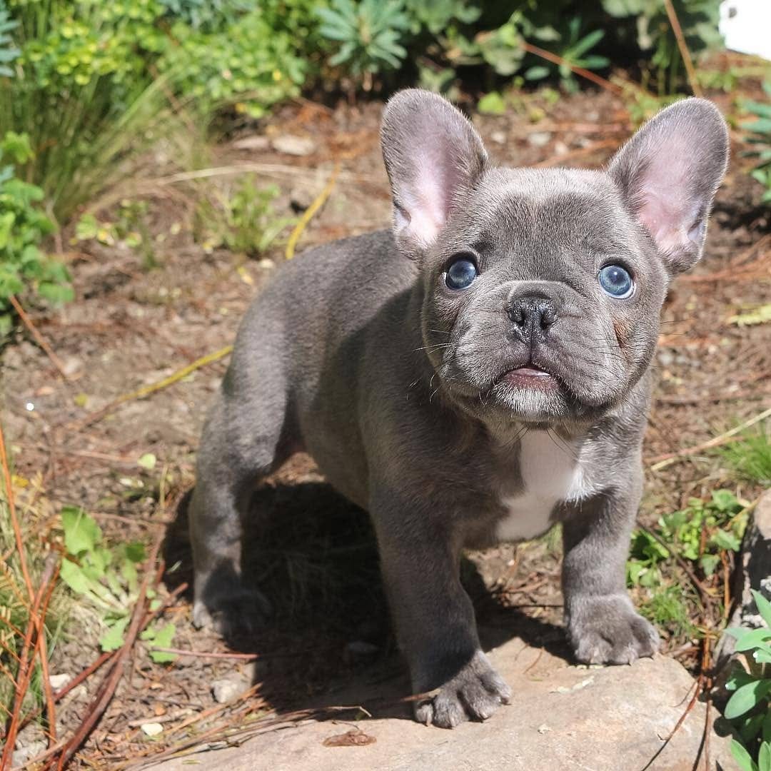 french bulldog puppies for sale online by Noforceleadership Medium