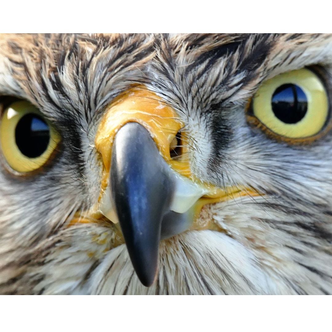 Falconry The Ancient Art Of Hawks, Owls And All Magical Birds by
