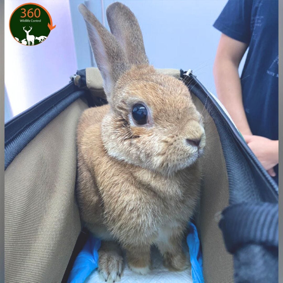 Effective Rabbit Control Solutions 360 Wildlife control Medium