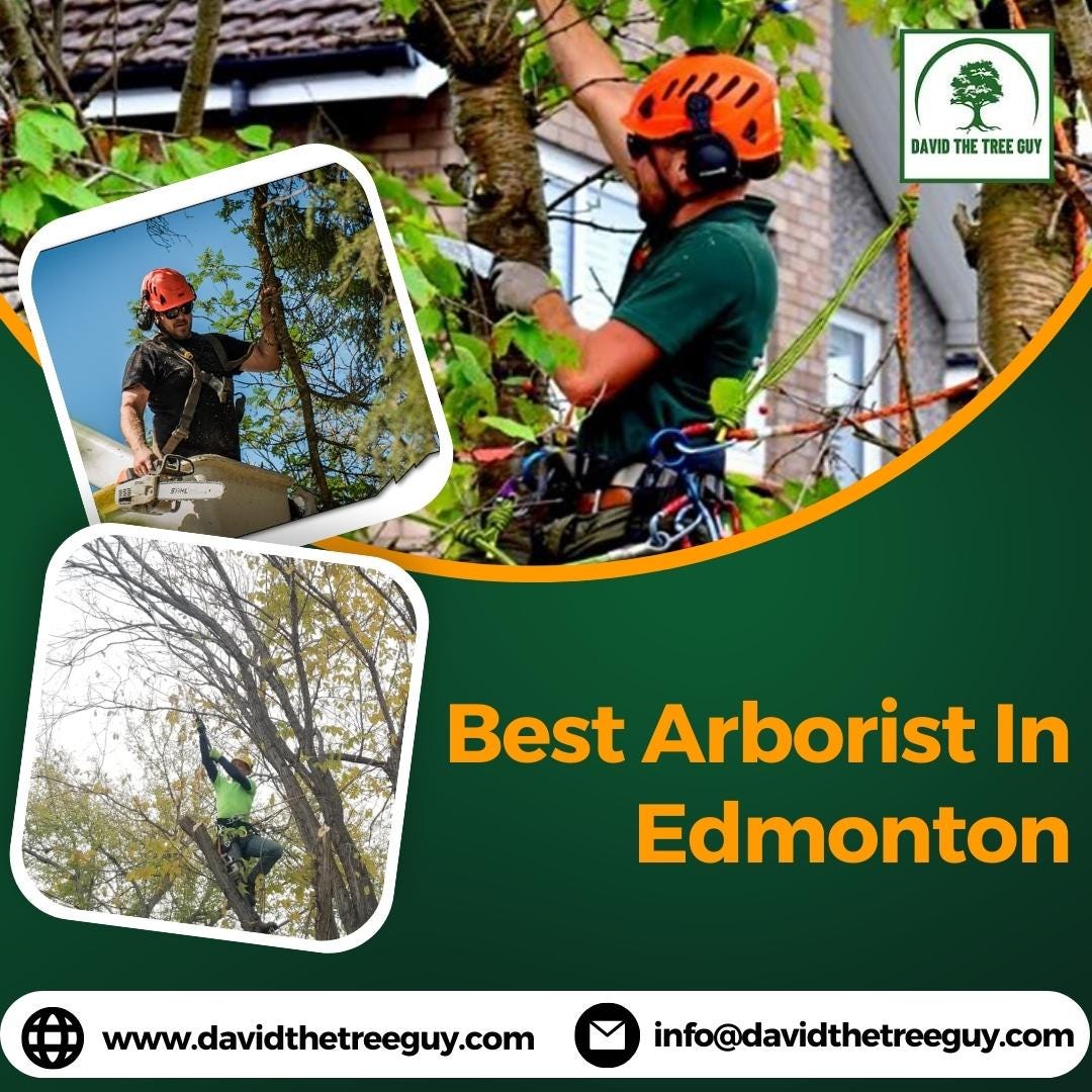 Best Arborist In Edmonton David The Tree Guy Medium