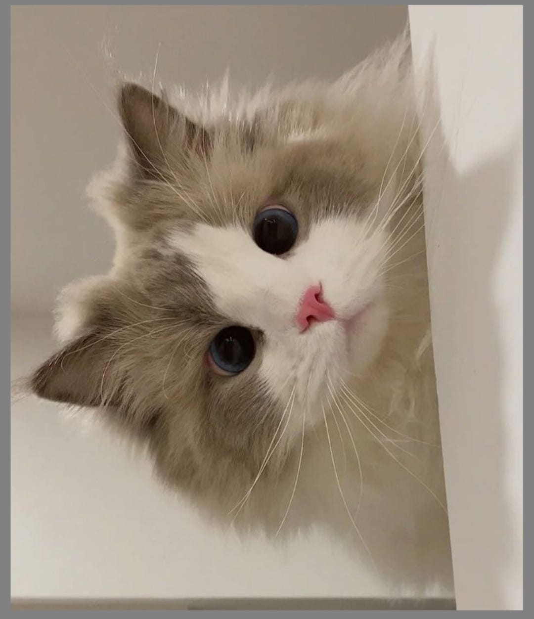 Why cats so good. My subtitle is cute cat by Yuri Rathod May, 2024