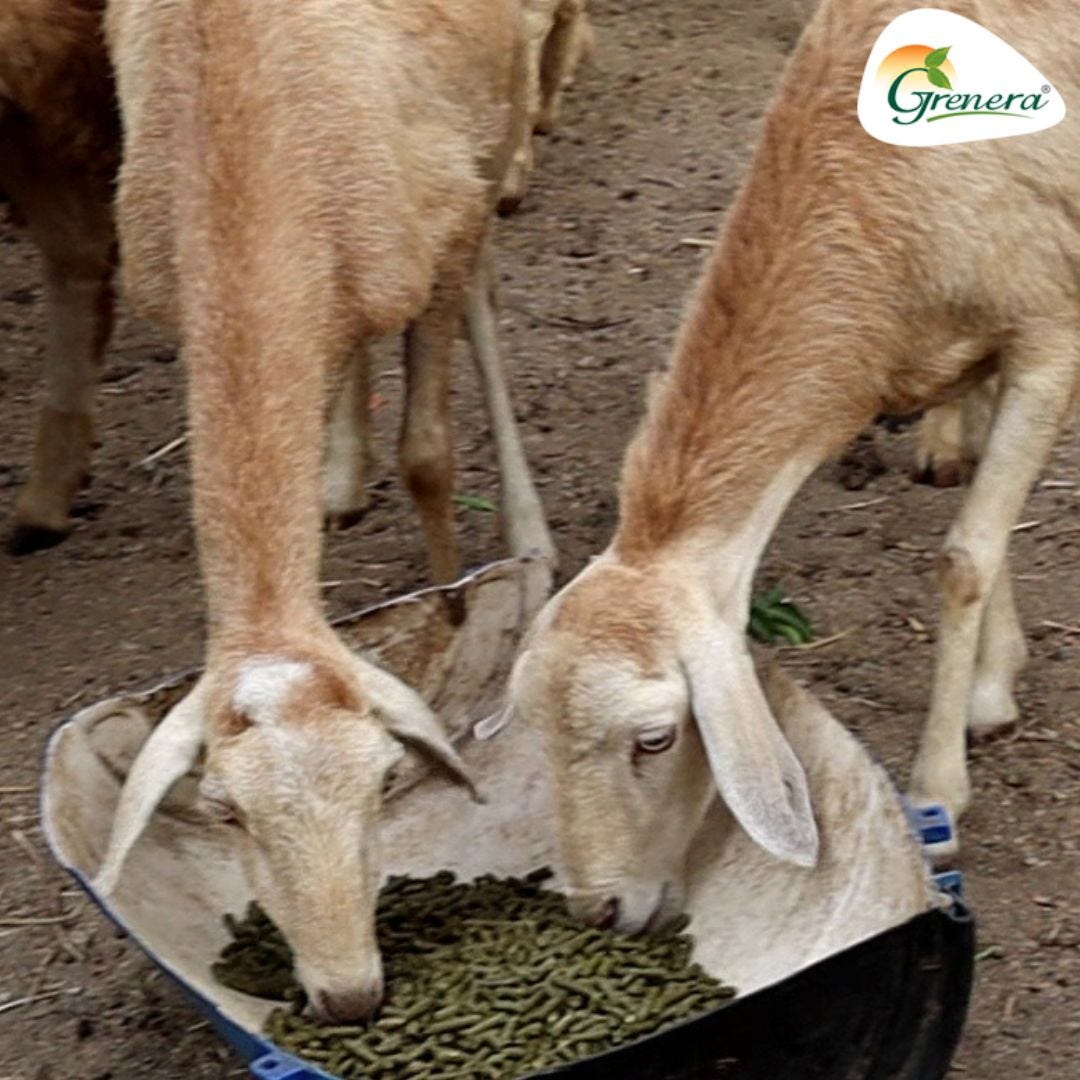 Moringa Cattle FeedMoringa Pellets Wholesale and Bulk Supplier