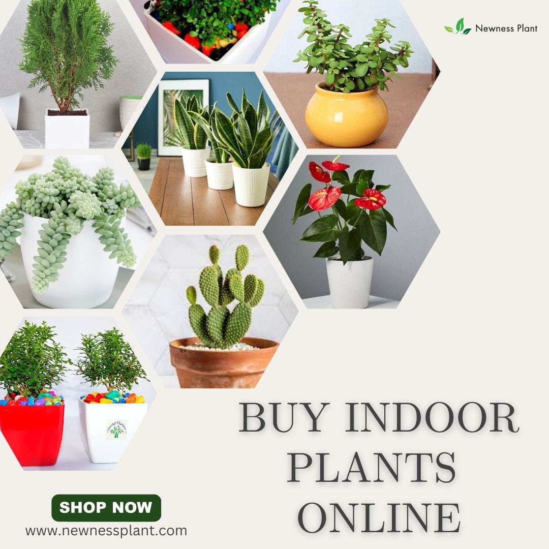 Bringing Nature Indoors The Delightful Journey of Nurturing Indoor