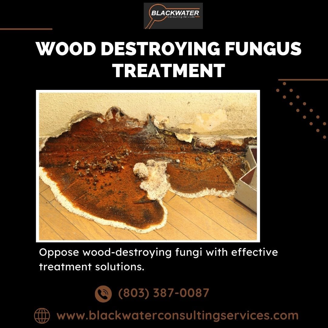 Effective Wood Destroying Fungus Treatment Solutions for Lasting