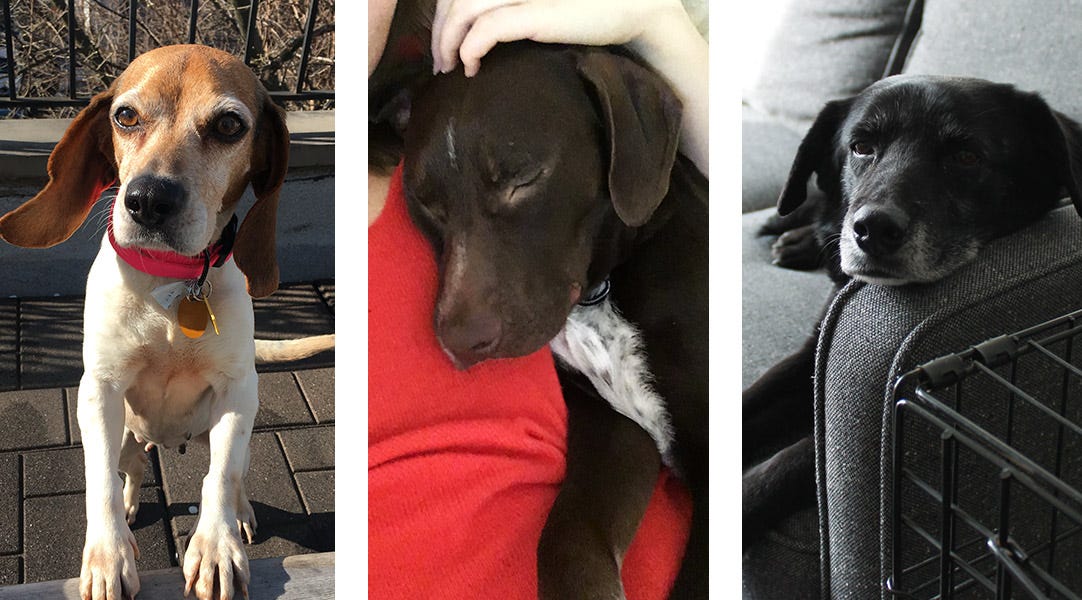 A Side Hustle — Fostering Dogs in NYC by Sam Graap Medium