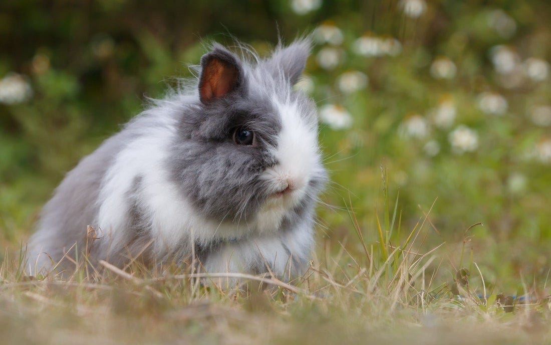 Should I Neuter my Rabbit?. Original article can be found The… by
