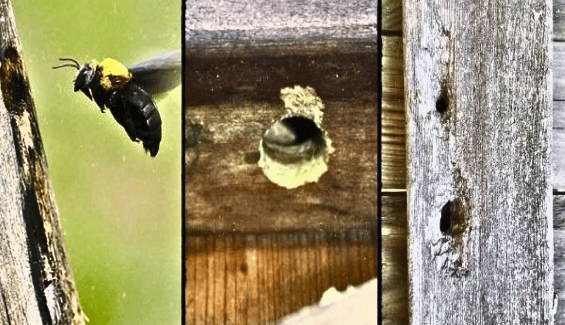 Comprehensive Guide on Prevent Carpenter Bees from Attacking Your Home