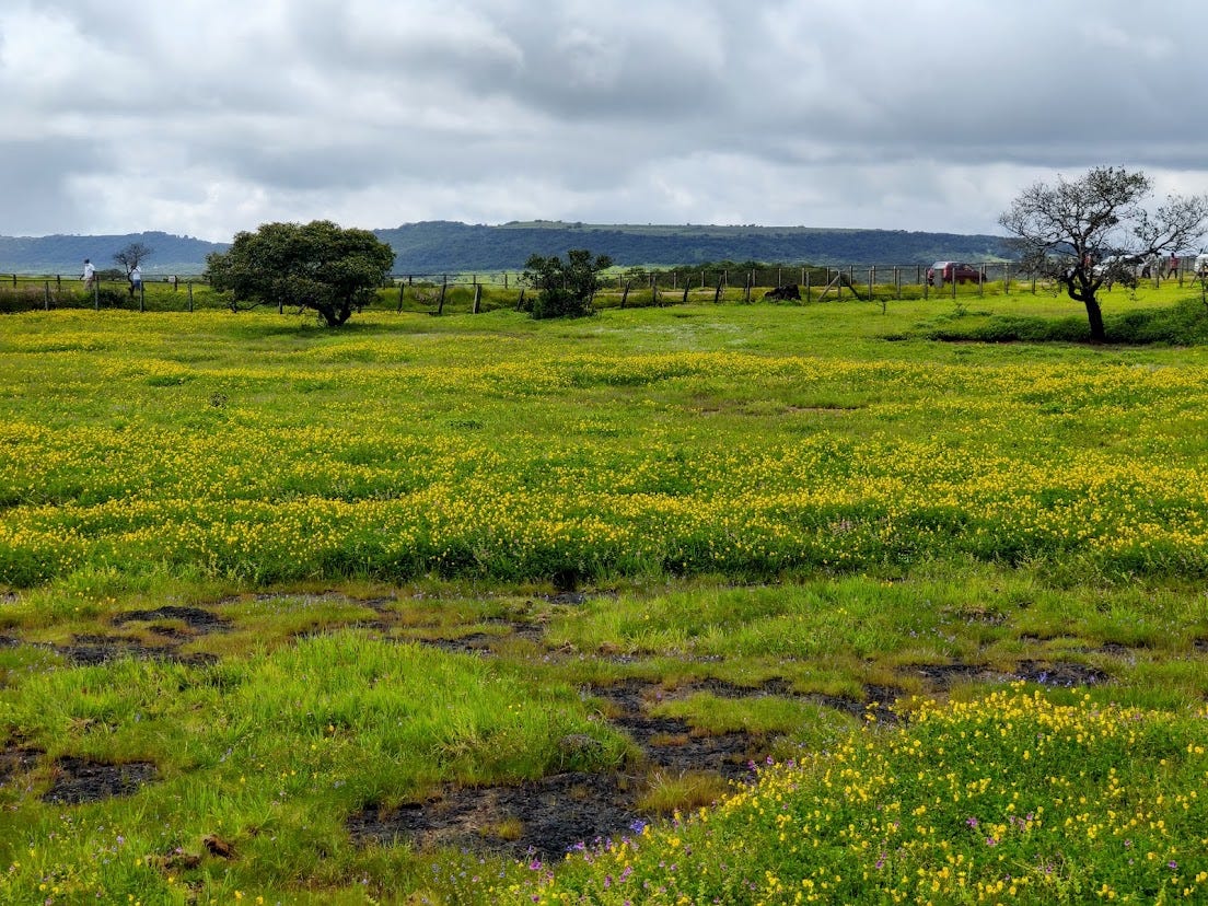 The Magic of Kaas Pathar and mesmerizing Panchgani by Adwait