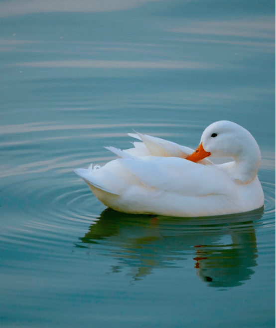 Why Do Ducks Quack Constantly? Discover the Surprising Reasons! gopetshub