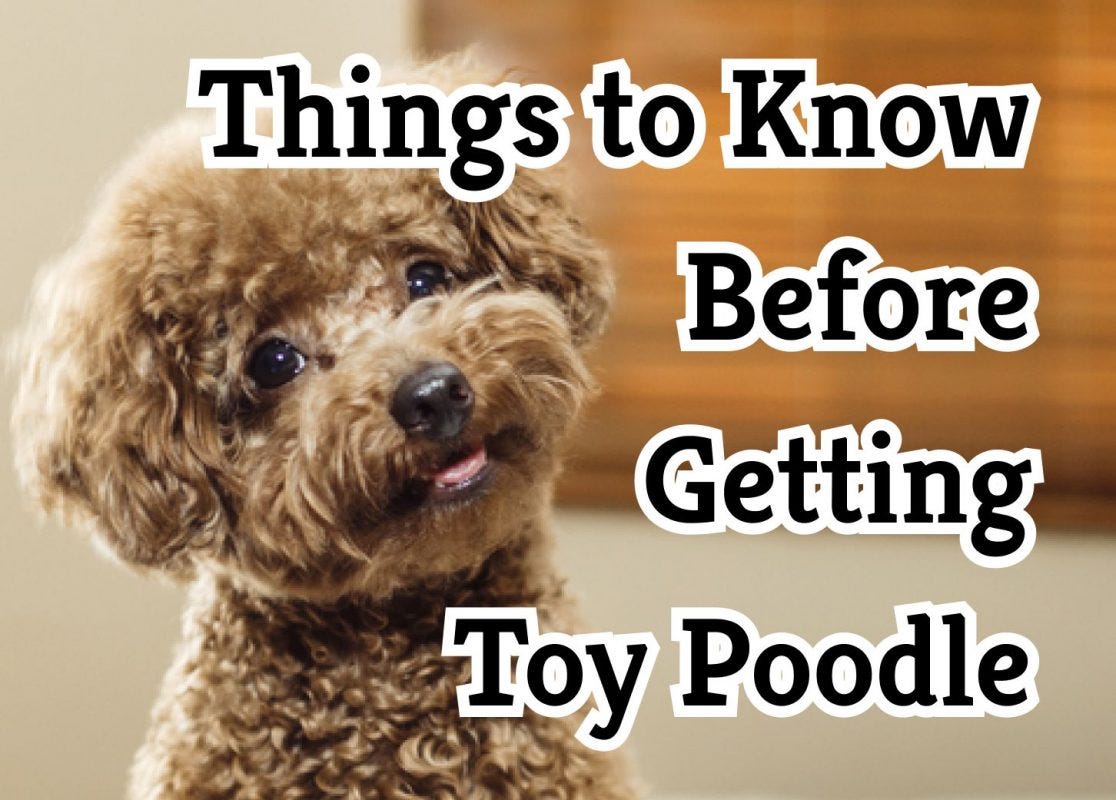Is Poodle the smartest dog?. Measuring a Poodle’s Intelligence… by