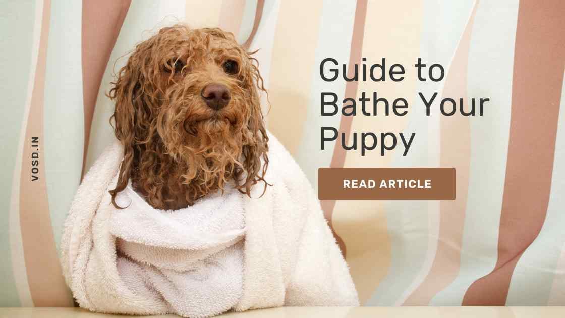 The Ultimate Guide to Bathing Your Puppy Tips and Tricks by Voice of