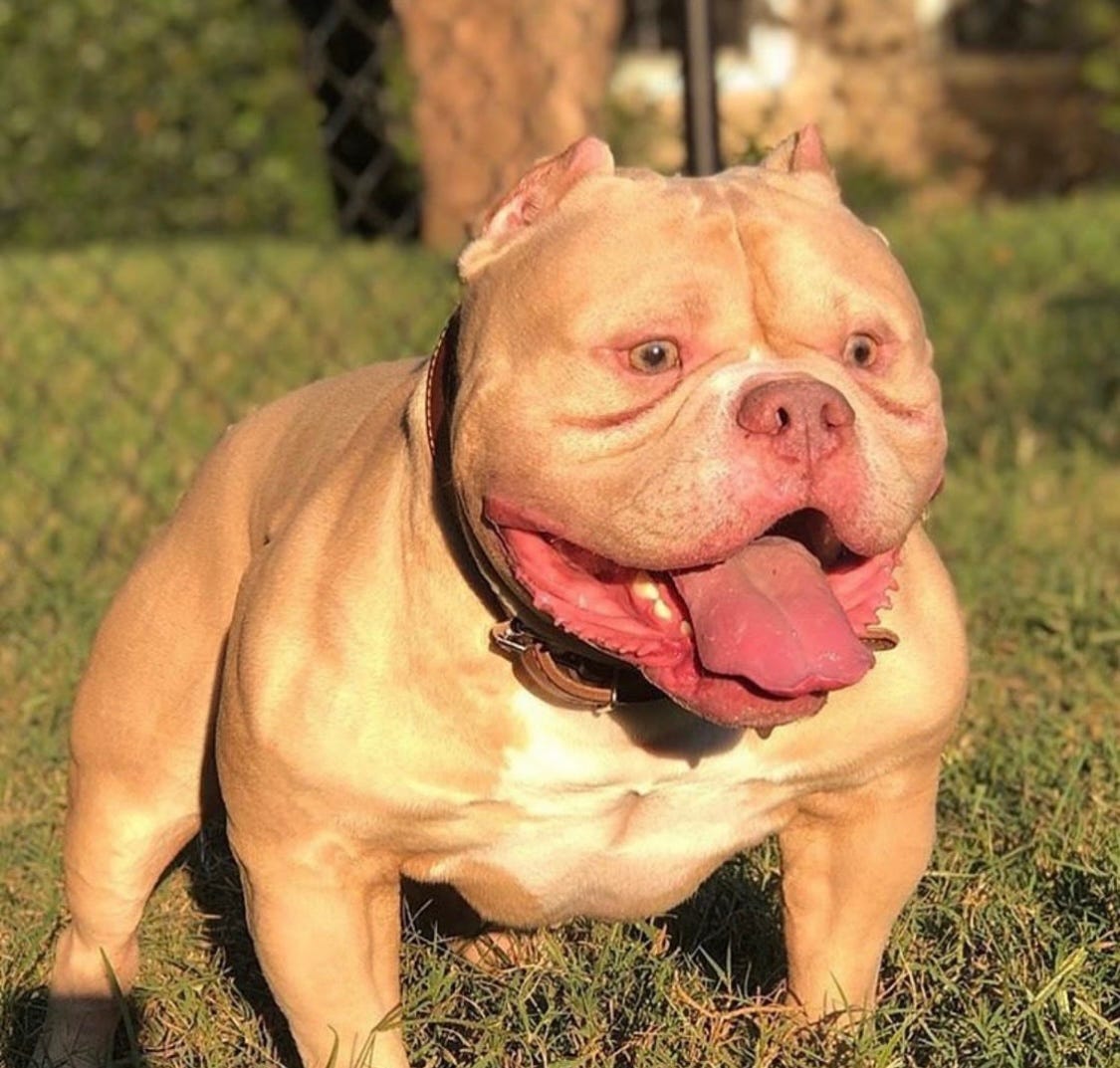 Red Nose American Bully