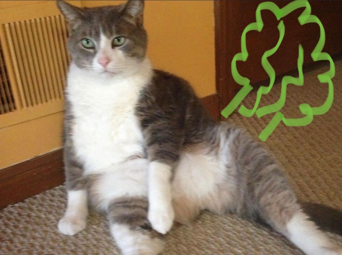 My Cat Won’t Stop Farting. But he’s just so lovely, isn’t he? by Zoë