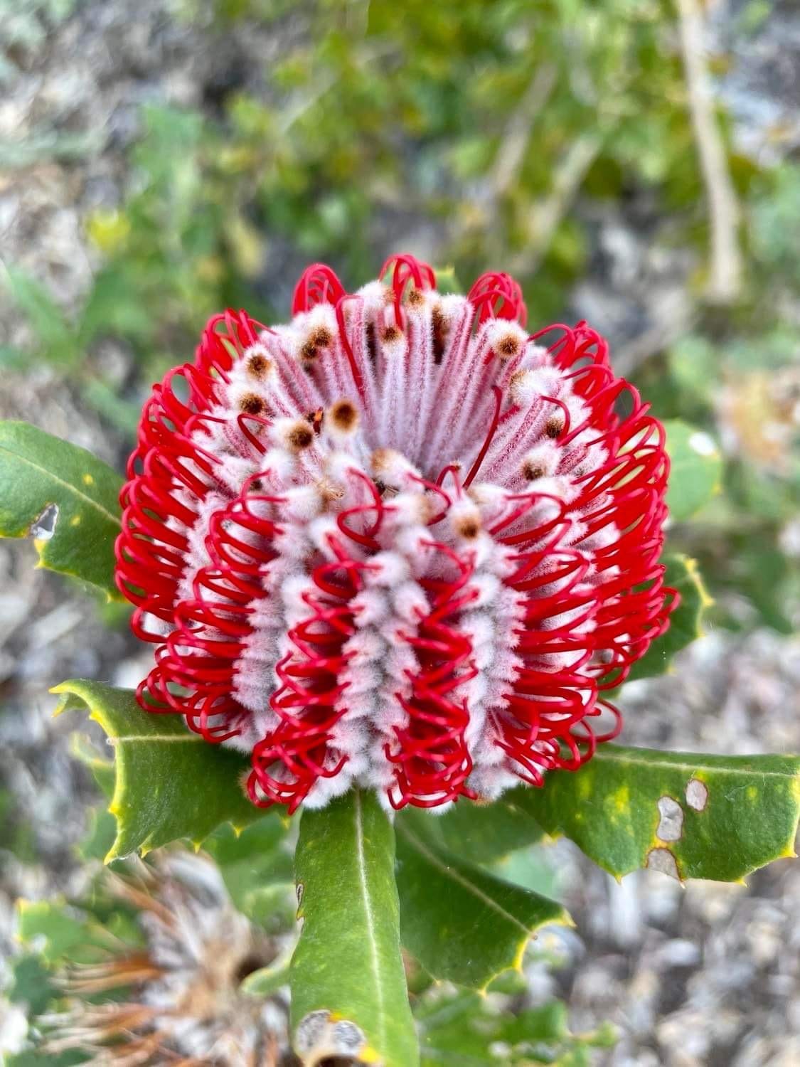 The Scarlet Banksia. Banksia coccinea by KateElizabeth Tanka Town