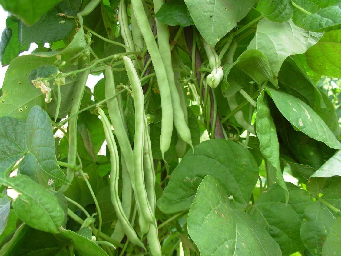 The Ultimate Guide to Growing Runner Beans in Pots by fengye May, 2024 Medium