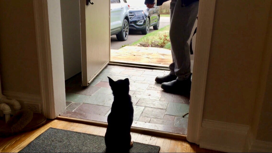 How To Stop Your Dog’s Door Dashing, Part 5 by Lai, MA