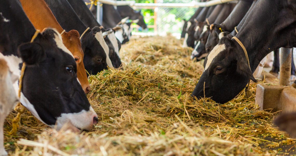 How do we create a balanced diet for cows? by Akshayakalpa Organic