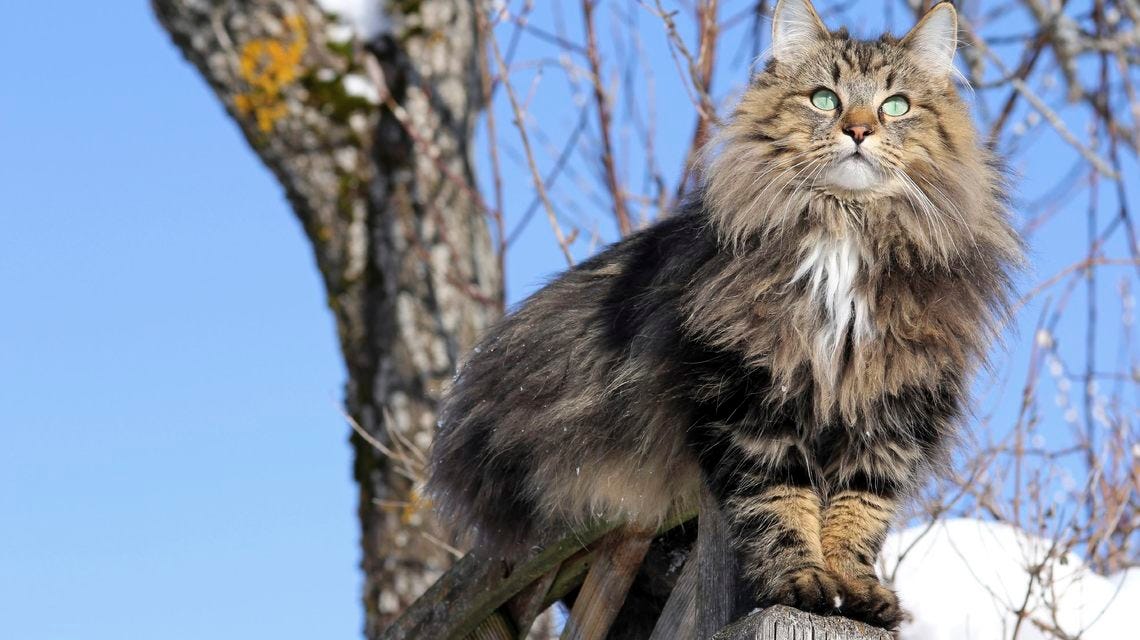 Get to Know The Norwegian Forest Cats, One of The Most Majestic
