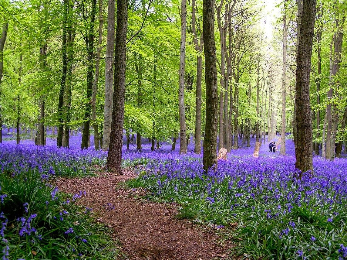 Bluebell Wood & Other Mysteries. Going into May by Christine Morris